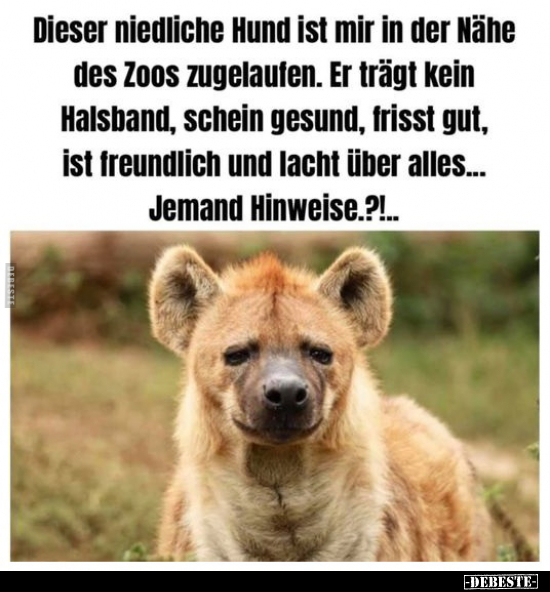 Dieser niedliche Hund ist mir in der Nähe des Zoos.. - Lustige Bilder | DEBESTE.de