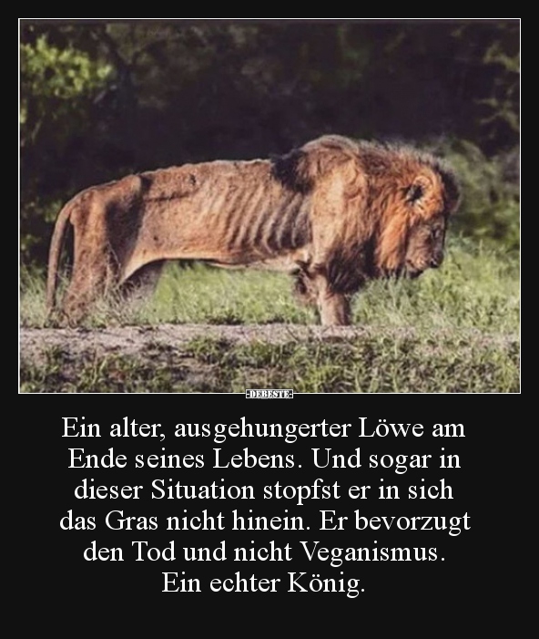 35+ Am ende des tages sprueche , Ein alter, ausgehungerter Löwe am Ende seines Lebens.. Lustige Bilder, Sprüche, Witze, echt lustig