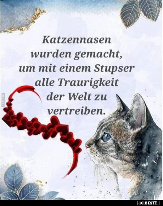 Katzennasen wurden gemacht, um.. - Lustige Bilder | DEBESTE.de