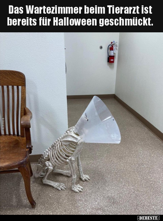 Das Wartezimmer beim Tierarzt ist bereits für Halloween.. - Lustige Bilder | DEBESTE.de