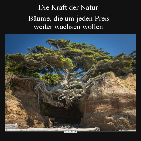 Die Kraft der Natur: Bäume, die um jeden Preis weiter.. - Lustige Bilder | DEBESTE.de