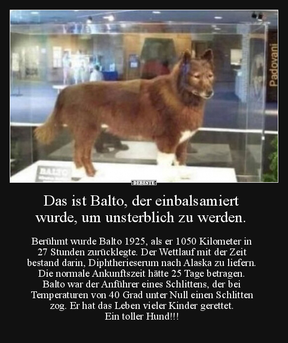 Das ist Balto, der einbalsamiert wurde, um unsterblich zu.. - Lustige Bilder | DEBESTE.de
