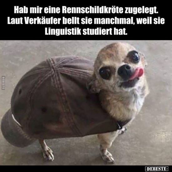 Hab mir eine Rennschildkröte zugelegt. Laut Verkäufer bellt.. - Lustige Bilder | DEBESTE.de