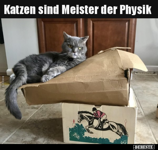 Katzen sind Meister der Physik.. - Lustige Bilder | DEBESTE.de