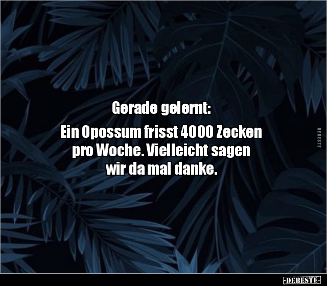 Gerade gelernt: Ein Opossum frisst 4000 Zecken  pro.. - Lustige Bilder | DEBESTE.de