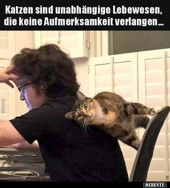 Katzen sind unabhängige Lebewesen.. - Lustige Bilder | DEBESTE.de