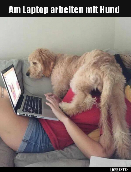 Am Laptop arbeiten mit Hund.. - Lustige Bilder | DEBESTE.de