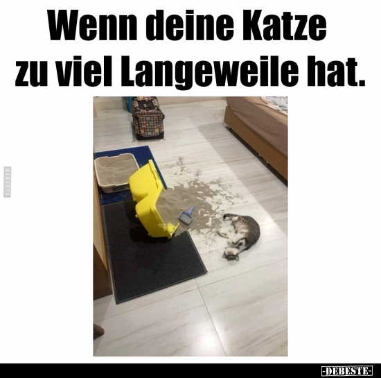 Wenn deine Katze zu viel Langeweile hat... - Lustige Bilder | DEBESTE.de