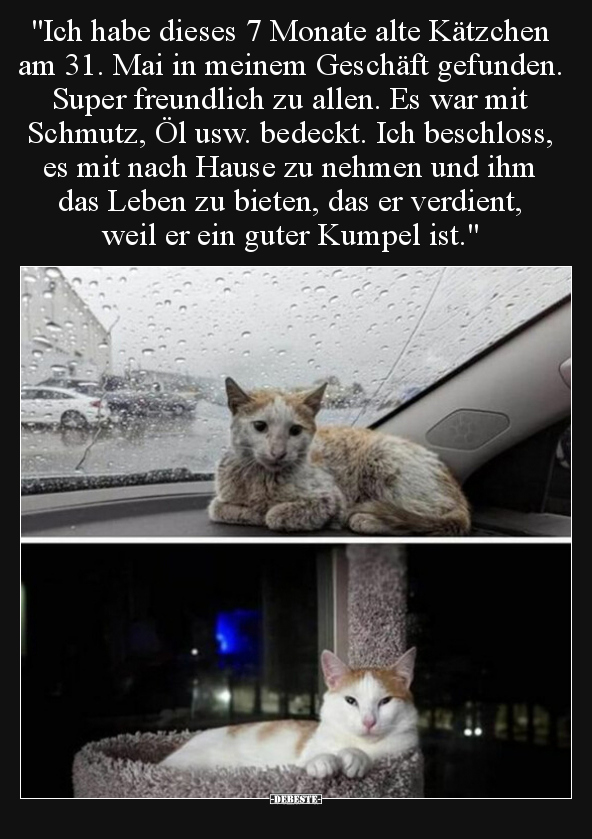 "Ich habe dieses 7 Monate alte Kätzchen am 31. Mai in.." - Lustige Bilder | DEBESTE.de