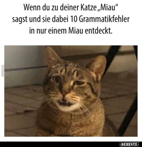 Wenn du zu deiner Katze„Miau" sagst.. - Lustige Bilder | DEBESTE.de