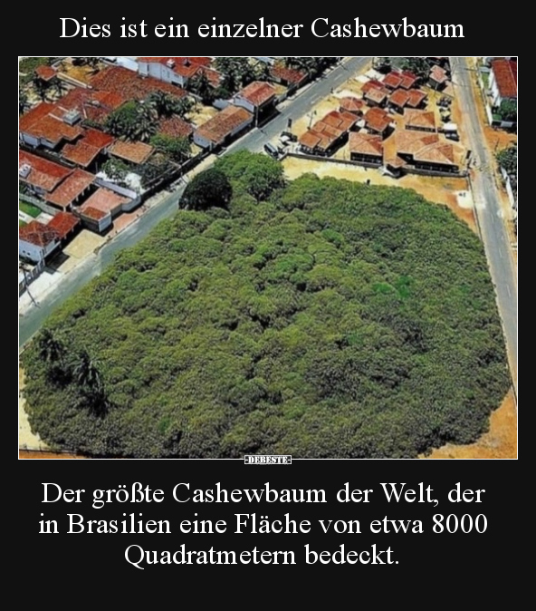 Dies ist ein einzelner Cashewbaum.. - Lustige Bilder | DEBESTE.de