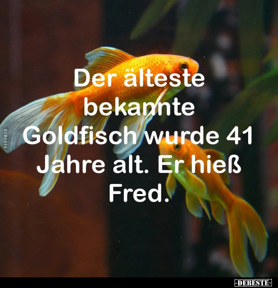 Der älteste bekannte Goldfisch wurde 41 Jahre alt.. - Lustige Bilder | DEBESTE.de