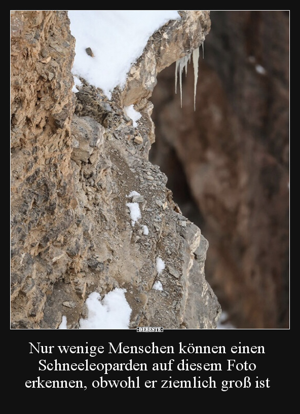 Nur wenige Menschen können einen Schneeleoparden auf.. - Lustige Bilder | DEBESTE.de