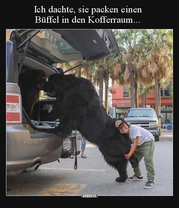 Ich dachte, sie packen einen Büffel in den.. - Lustige Bilder | DEBESTE.de