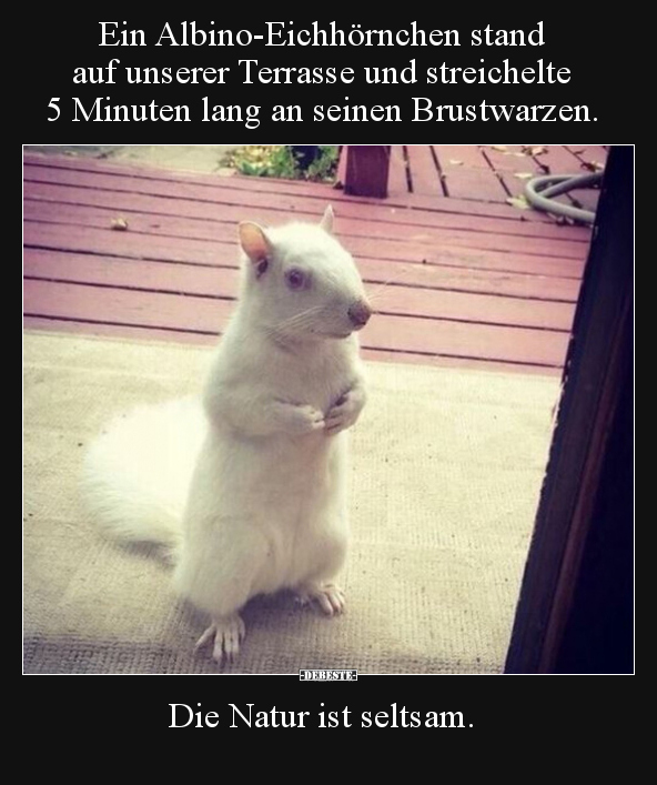 Ein Albino-Eichhörnchen stand auf unserer Terrasse und.. - Lustige Bilder | DEBESTE.de
