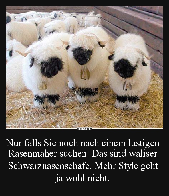 Nur falls Sie noch nach einem lustigen Rasenmäher suchen.. - Lustige Bilder | DEBESTE.de