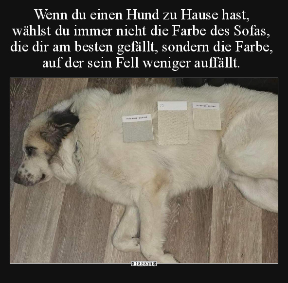 Wenn du einen Hund zu Hause hast, wählst du immer nicht.. - Lustige Bilder | DEBESTE.de
