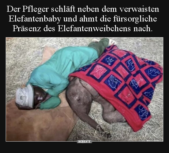 Der Pfleger schläft neben dem verwaisten Elefantenbaby und.. - Lustige Bilder | DEBESTE.de