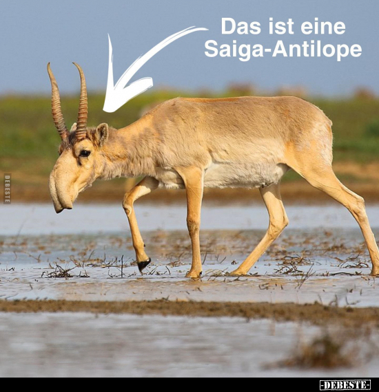 Das ist eine Saiga-Antilope... - Lustige Bilder | DEBESTE.de