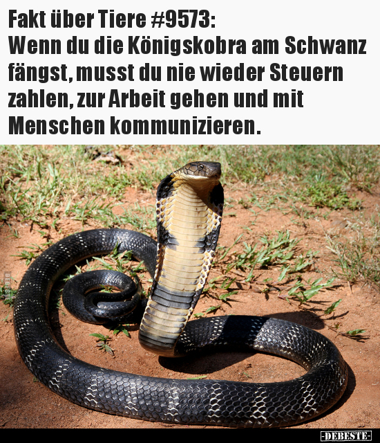 Fakt über Tiere #9573: Wenn du die Königskobra am Schwanz.. - Lustige Bilder | DEBESTE.de