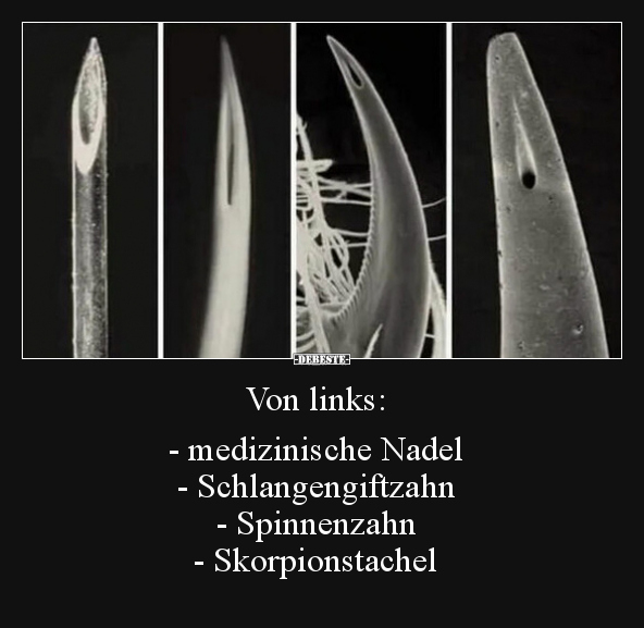 Von links: - medizinische Nadel - Schlangengiftzahn.. - Lustige Bilder | DEBESTE.de