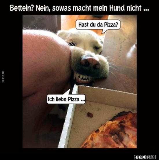 Betteln? Nein, sowas macht mein Hund nicht... - Lustige Bilder | DEBESTE.de