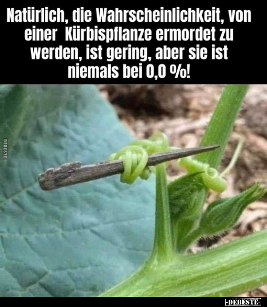 Natürlich, die Wahrscheinlichkeit, von einer Kürbispflanze.. - Lustige Bilder | DEBESTE.de