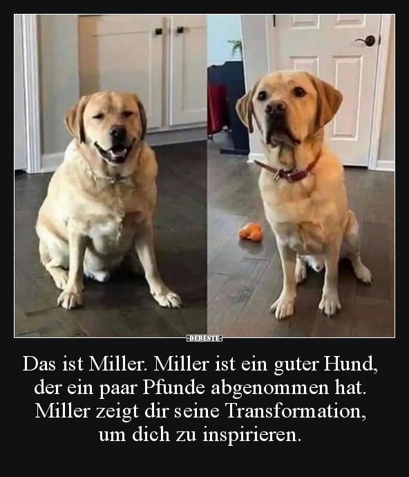 Das ist Miller. Miller ist ein guter Hund, der ein paar.. - Lustige Bilder | DEBESTE.de