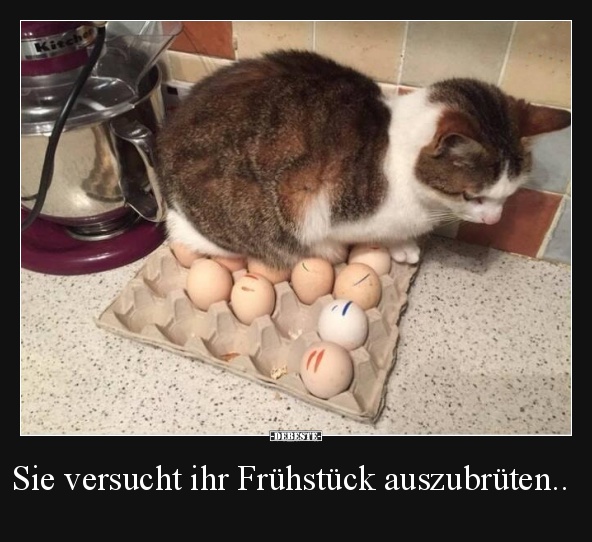 Sie versucht ihr Frühstück auszubrüten.. - Lustige Bilder | DEBESTE.de