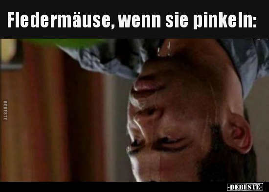 Fledermäuse, wenn sie pinkeln.. - Lustige Bilder | DEBESTE.de