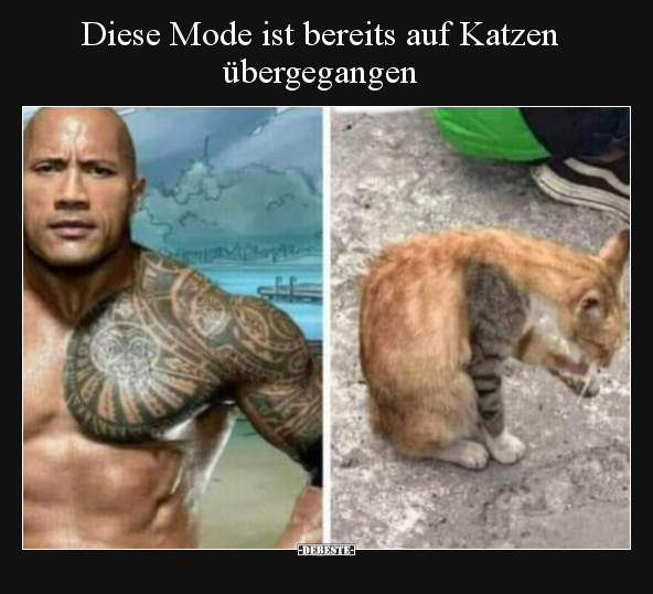 Diese Mode ist bereits auf Katzen übergegangen.. - Lustige Bilder | DEBESTE.de