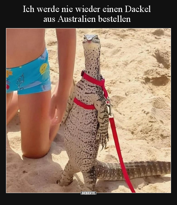 Ich werde nie wieder einen Dackel aus Australien.. - Lustige Bilder | DEBESTE.de
