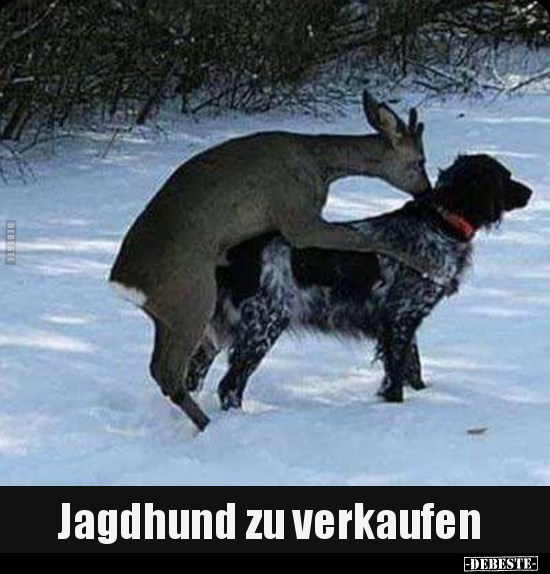 Jagdhund zu verkaufen.. - Lustige Bilder | DEBESTE.de