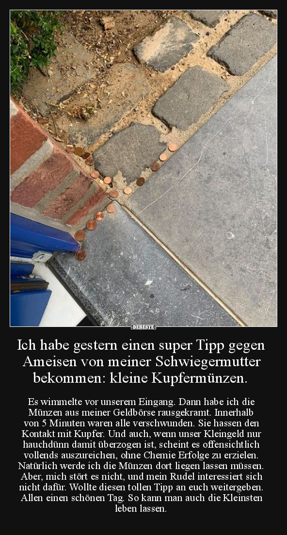 Ich habe gestern einen super Tipp gegen Ameisen von meiner.. - Lustige Bilder | DEBESTE.de