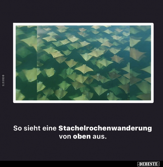 So sieht eine Stachelrochenwanderung von oben aus.. - Lustige Bilder | DEBESTE.de