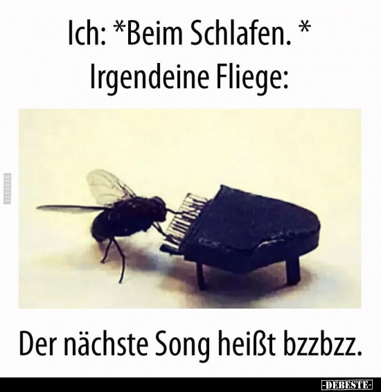 Ich: *Beim Schlafen.* Irgendeine Fliege: Der nächste Song.. - Lustige Bilder | DEBESTE.de