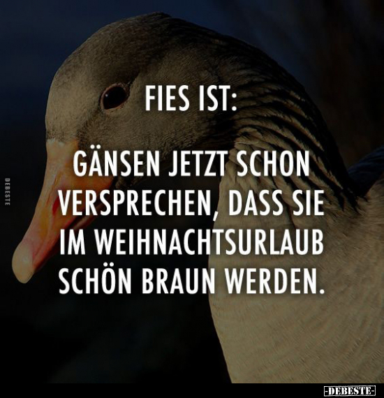 Fies ist: Gänsen jetzt schon versprechen.. - Lustige Bilder | DEBESTE.de