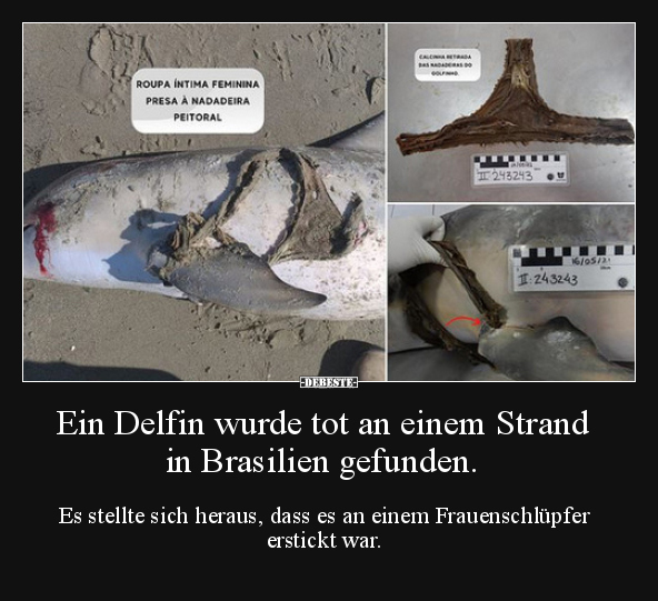 Ein Delfin wurde tot an einem Strand in Brasilien.. - Lustige Bilder | DEBESTE.de