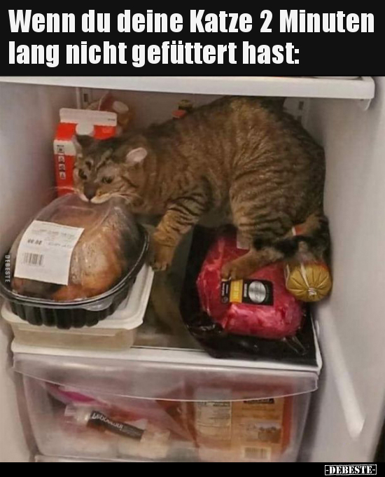 Wenn du deine Katze 2 Minuten lang nicht gefüttert.. - Lustige Bilder | DEBESTE.de