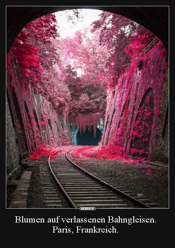 Blumen auf verlassenen Bahngleisen. Paris, Frankreich... - Lustige Bilder | DEBESTE.de