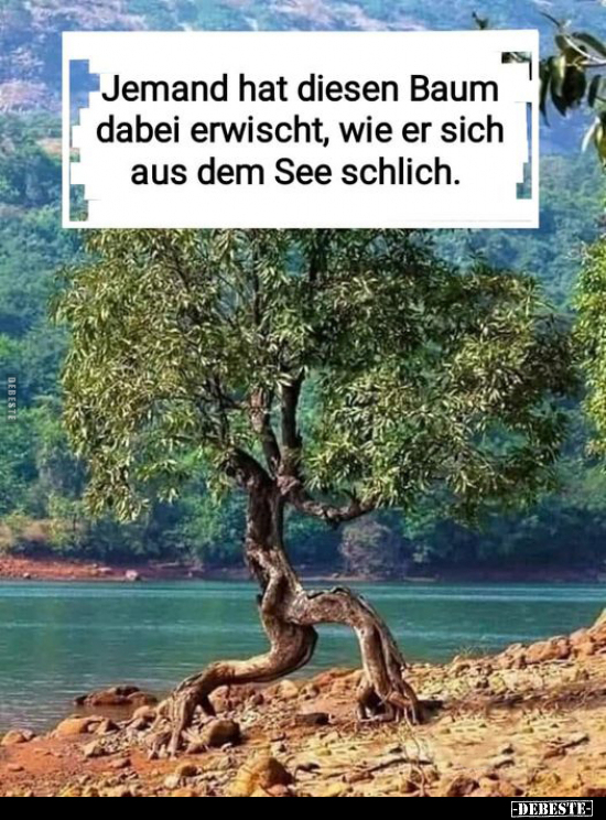 Jemand hat diesen Baum dabei erwischt, wie er sich aus dem.. - Lustige Bilder | DEBESTE.de