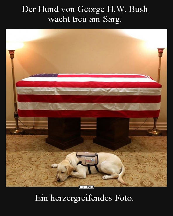 Der Hund von George H.W. Bush  wacht treu am Sarg.. - Lustige Bilder | DEBESTE.de