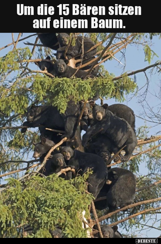 Um die 15 Bären sitzen auf einem Baum... - Lustige Bilder | DEBESTE.de