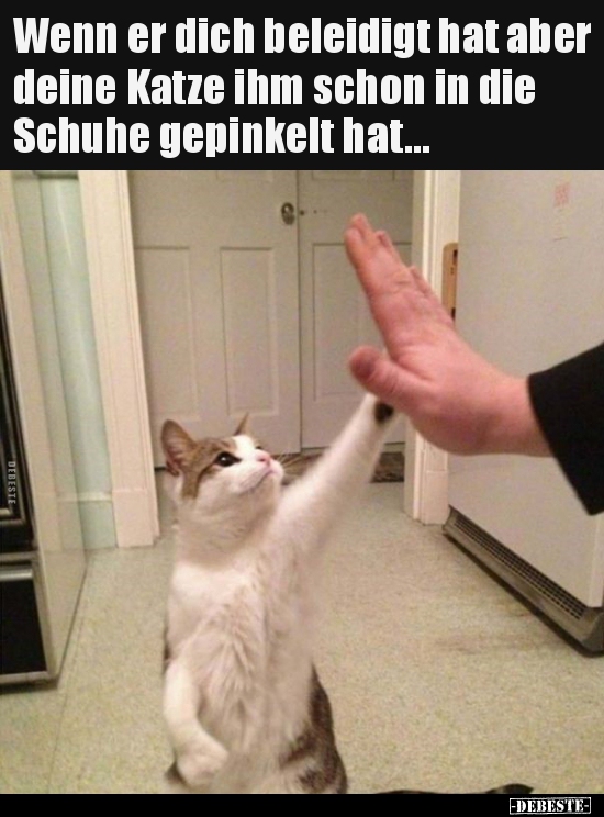Wenn er dich beleidigt hat aber deine Katze ihm schon in.. - Lustige Bilder | DEBESTE.de