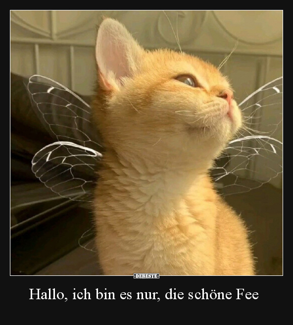 Hallo, ich bin es nur, die schöne Fee.. - Lustige Bilder | DEBESTE.de