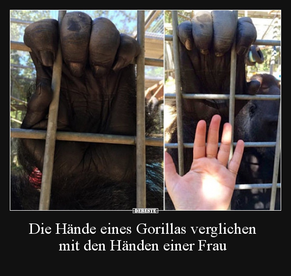 Die Hände eines Gorillas verglichen mit den Händen einer.. - Lustige Bilder | DEBESTE.de
