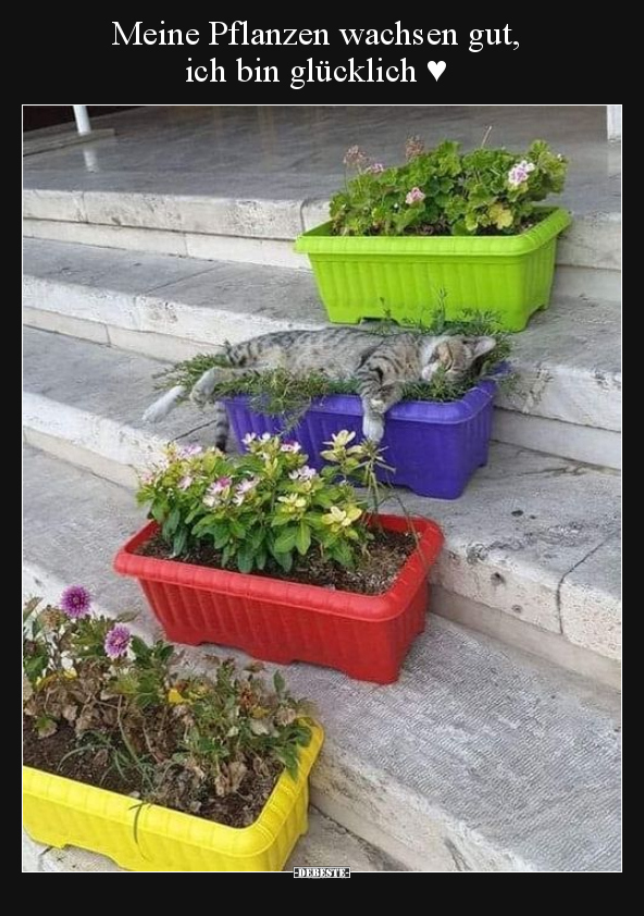 Meine Pflanzen wachsen gut, ich bin glücklich ♥.. - Lustige Bilder | DEBESTE.de