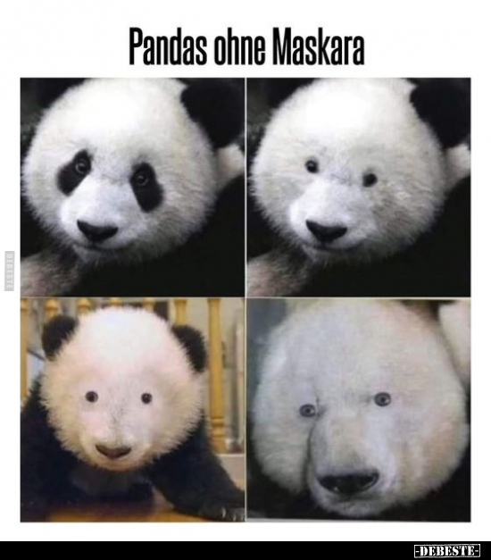 Pandas ohne Maskara.. - Lustige Bilder | DEBESTE.de