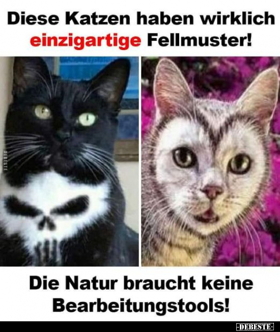 Diese Katzen haben wirklich einzigartige Fellmuster!.. - Lustige Bilder | DEBESTE.de