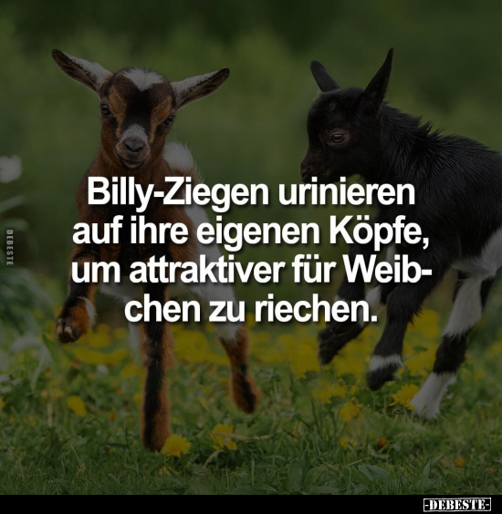 Billy-Ziegen urinieren auf ihre eigenen Köpfe, um.. - Lustige Bilder | DEBESTE.de